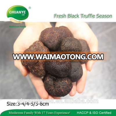 2016 New Crop Quality Wild Fresh Chinese Truffle